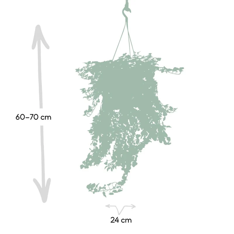 Hedera Wonder Green Hang - Efeu - Ø24cm - ↕70cm