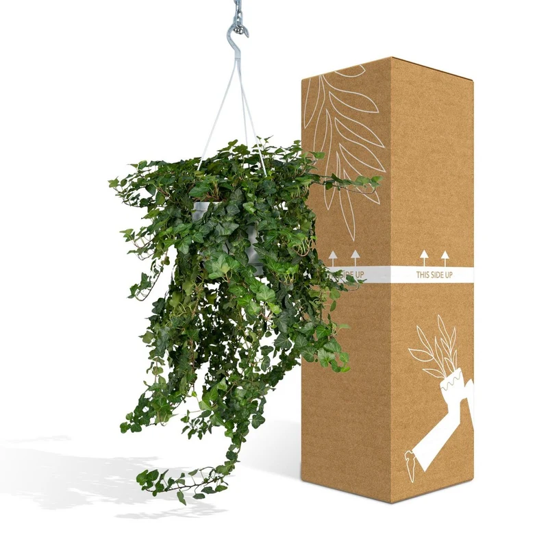 Hedera Wonder Green Hang - Efeu - Ø24cm - ↕70cm