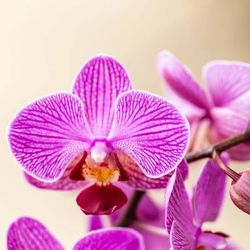 Kolibri Orchideen - Überraschungsbox -Mischung - Pflanzenvorteil Box - Überraschungsbox mit 2 verschiedenen Orchideen Ø9cm - frisch vom Züchter aus