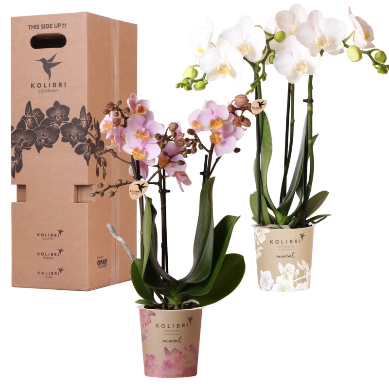 Kolibri Orchideen - Überraschungsbox -Mischung - Pflanzenvorteil Box - Überraschungsbox mit 2 verschiedenen Orchideen Ø9cm - frisch vom Züchter aus