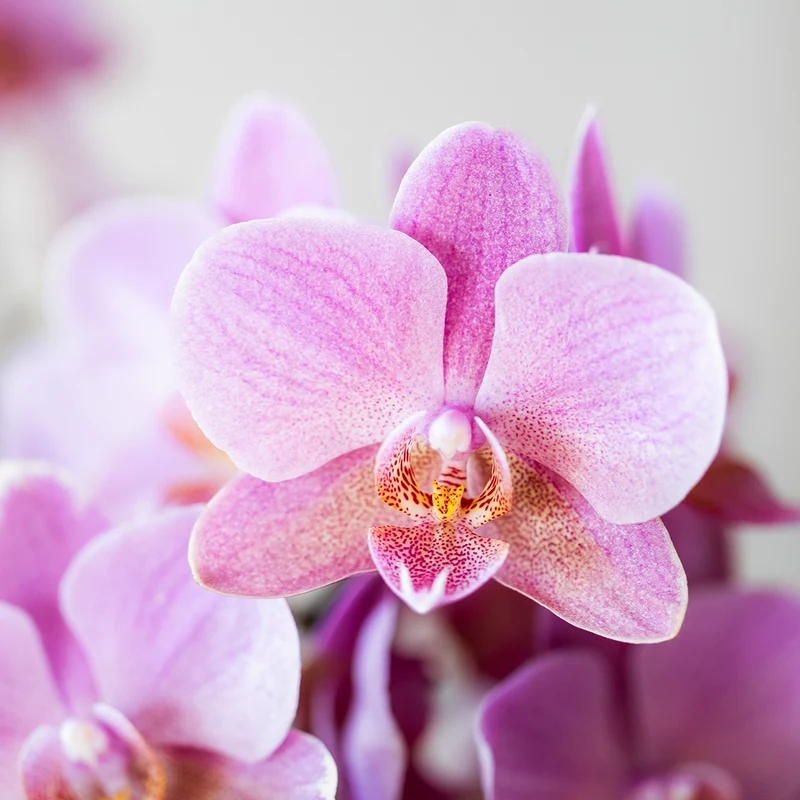Kolibri Orchideen - Überraschungsbox -Mischung - Pflanzenvorteil Box - Überraschungsbox mit 2 verschiedenen Orchideen Ø9cm - frisch vom Züchter aus