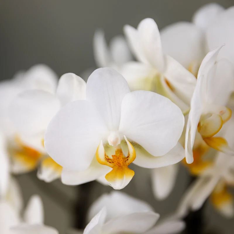 Kolibri Orchideen - Überraschungsbox -Mischung - Pflanzenvorteil Box - Überraschungsbox mit 2 verschiedenen Orchideen Ø9cm - frisch vom Züchter aus