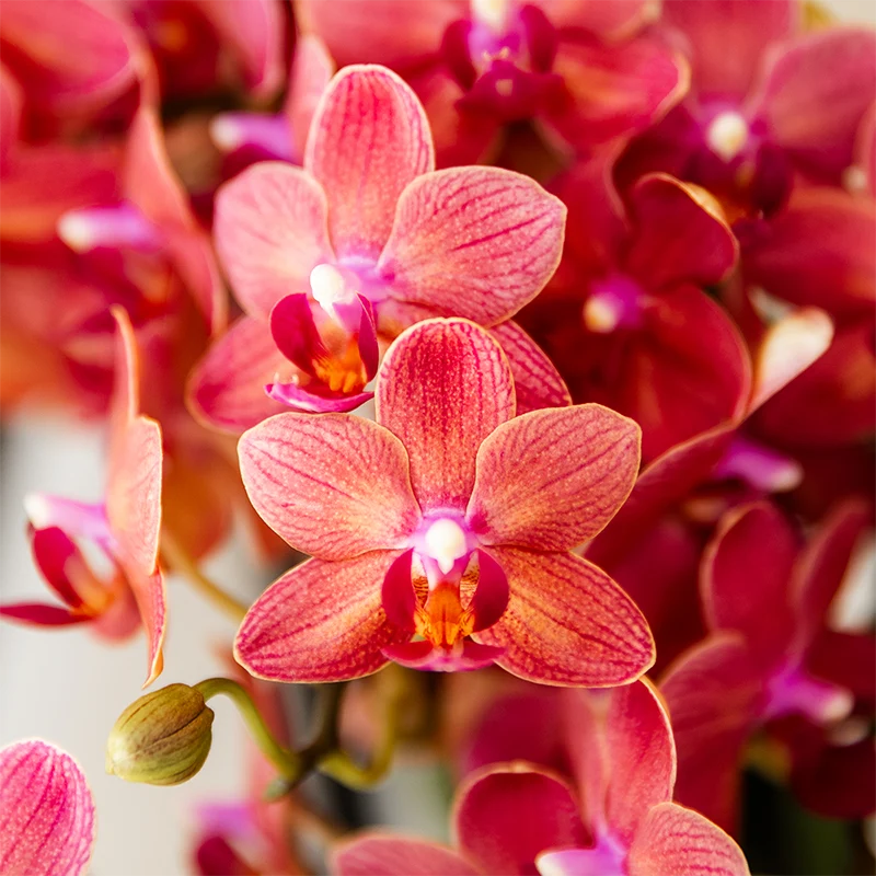 Kolibri Orchideen - Überraschungsbox -Mischung - Pflanzenvorteil Box - Überraschungsbox mit 2 verschiedenen Orchideen Ø9cm - frisch vom Züchter aus