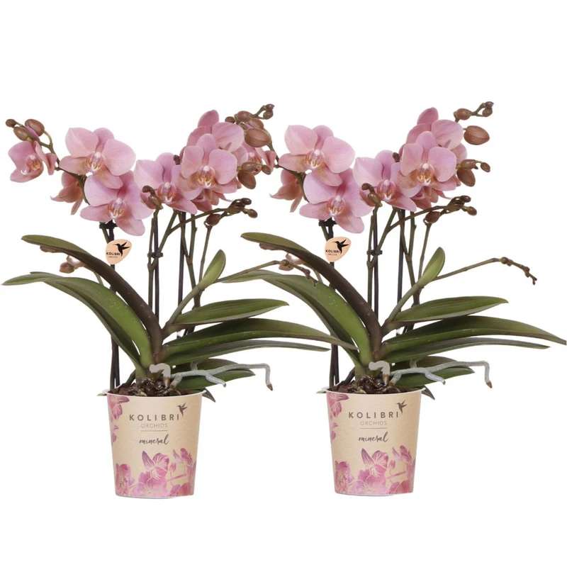 Colibr Orchideen | Combi -Deal von 2 Phalaenopsis Orchideen - Trevino - Potmate Ø9cm | -Anlaboranlage - frisch vom Züchter aus