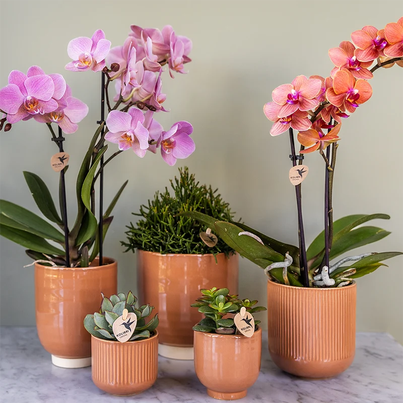 Colibr Orchideen | Combi -Deal von 2 Phalaenopsis Orchideen - Trevino - Potmate Ø9cm | -Anlaboranlage - frisch vom Züchter aus