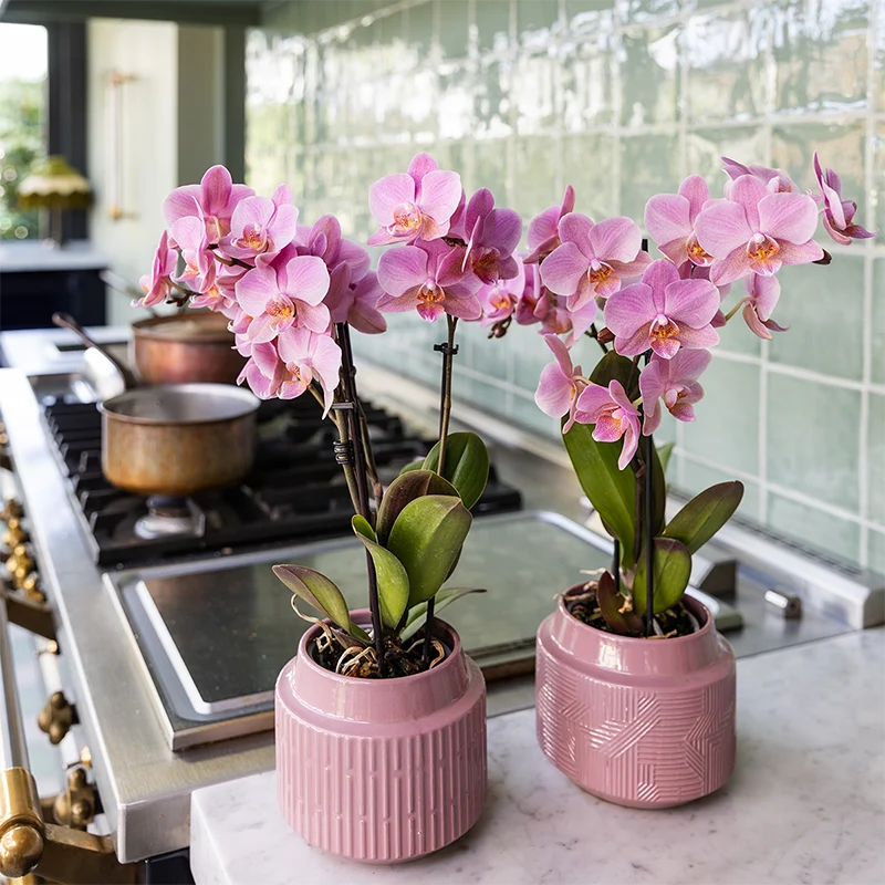 Colibr Orchideen | Combi -Deal von 2 Phalaenopsis Orchideen - Trevino - Potmate Ø9cm | -Anlaboranlage - frisch vom Züchter aus