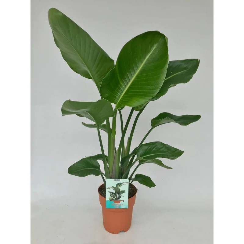 Strelitzia nicolai – tropisches Statement für dein Zuhause 1 Pflanze | Ø 19 cm | Höhe ca. 95 cm