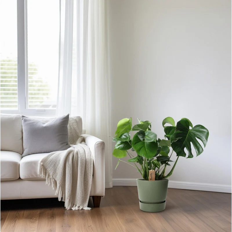 Monstera im Palmblattkorb – Pflanztopf Ø 21 cm | Höhe ca. 60 cm
