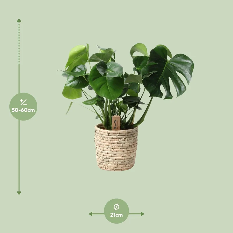 Monstera im Palmblattkorb – Pflanztopf Ø 21 cm | Höhe ca. 60 cm