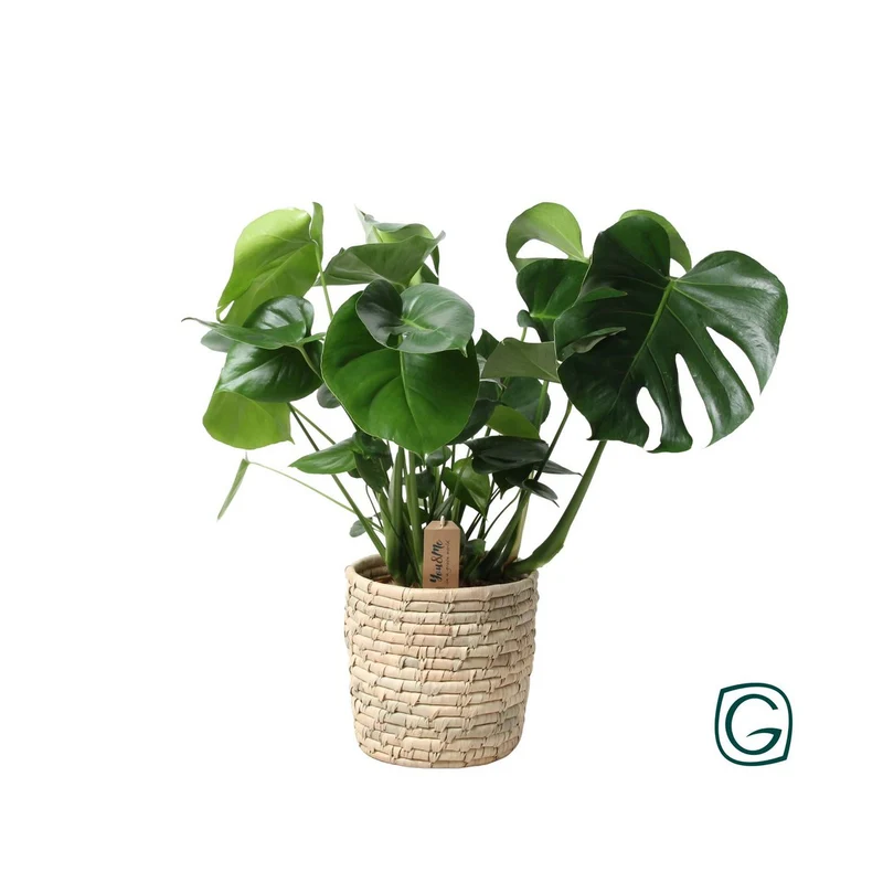 Monstera im Palmblattkorb – Pflanztopf Ø 21 cm | Höhe ca. 60 cm