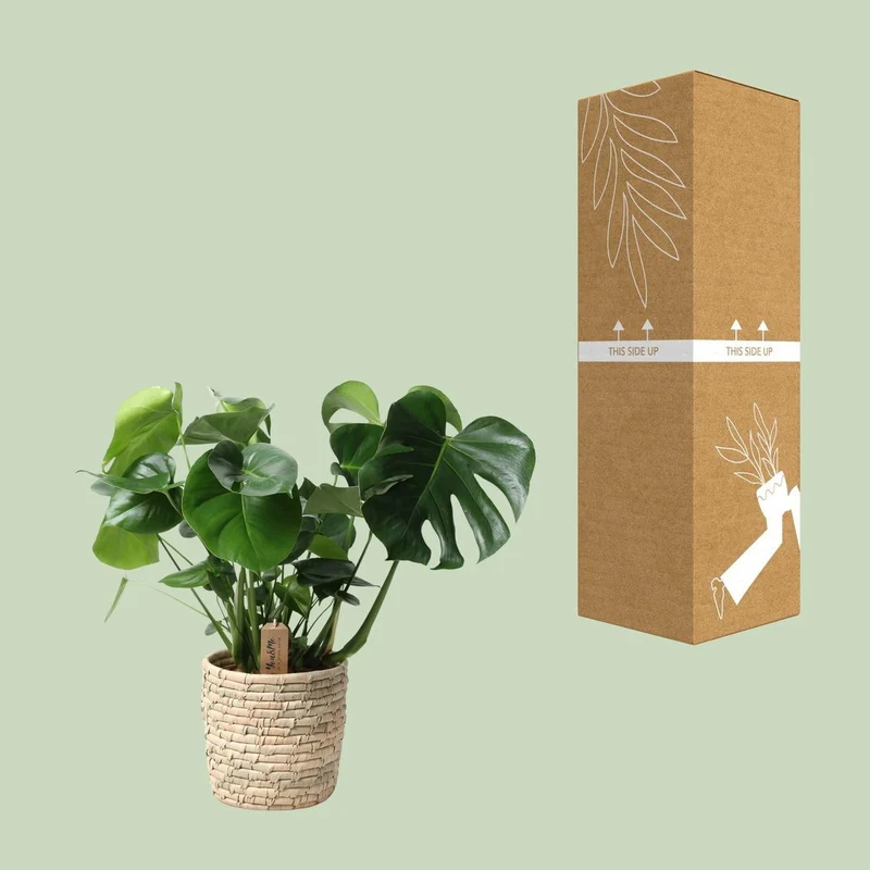 Monstera im Palmblattkorb – Pflanztopf Ø 21 cm | Höhe ca. 60 cm