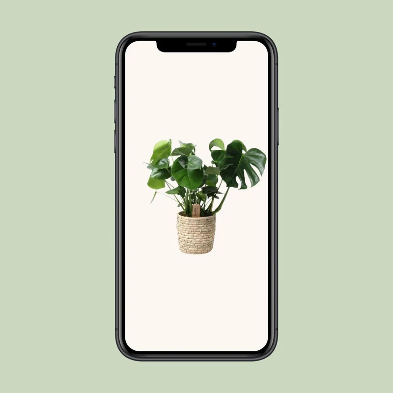 Monstera im Palmblattkorb – Pflanztopf Ø 21 cm | Höhe ca. 60 cm