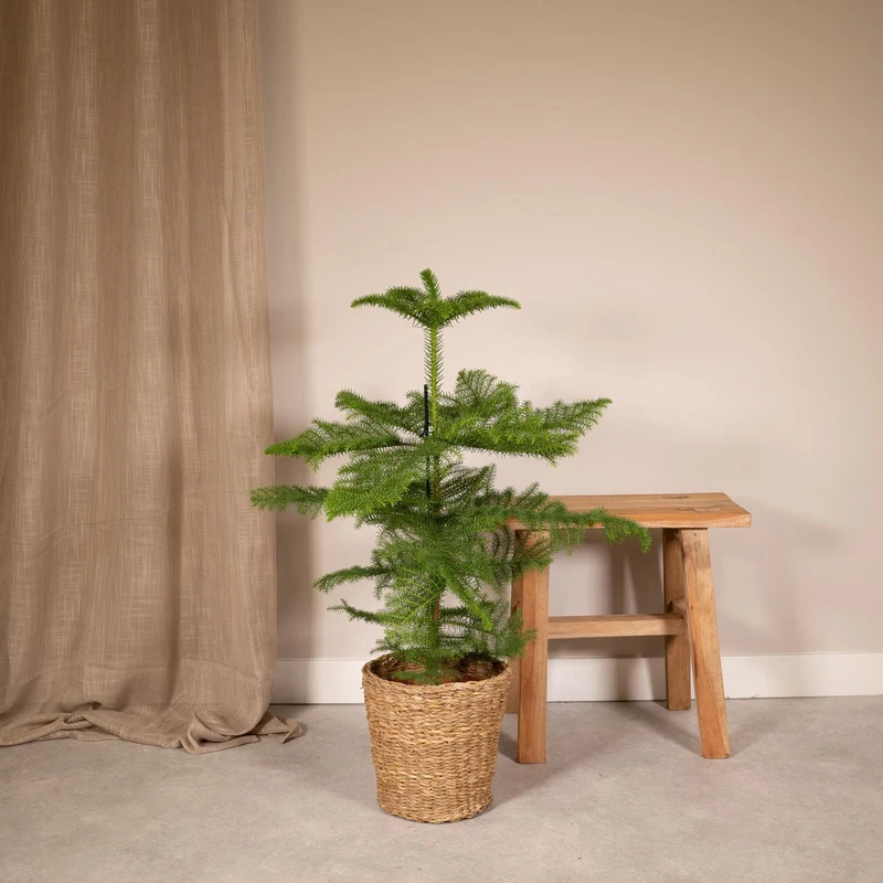 Araucaria -Zimmertanne Höhe 70cm Topfgröße 21cm