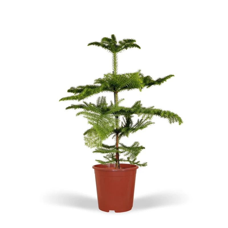 Araucaria -Zimmertanne Höhe 70cm Topfgröße 21cm