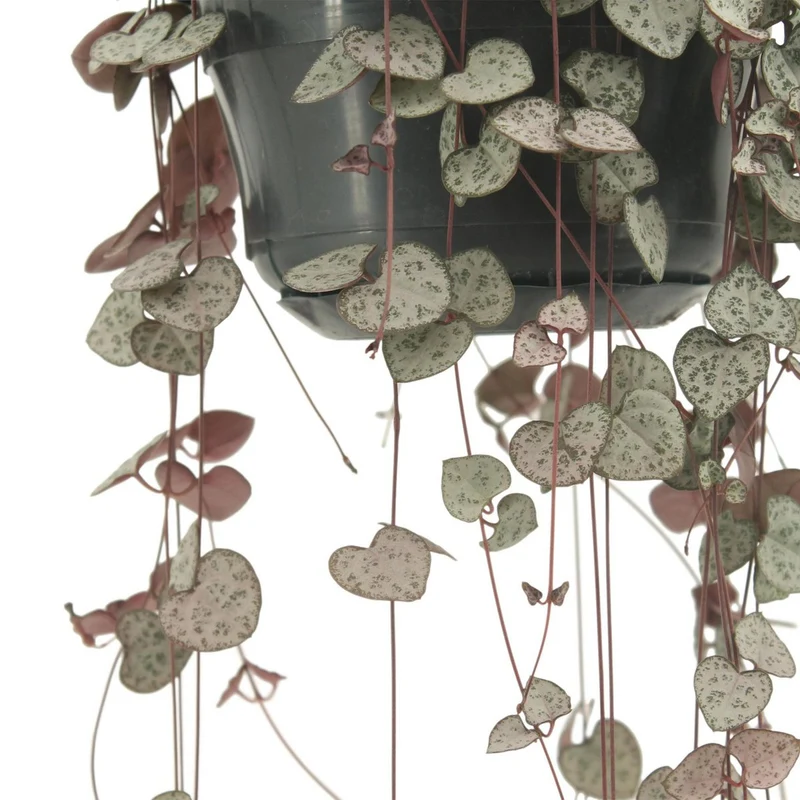 Ceropegia Woodii - Ø14cm - ↕50cm