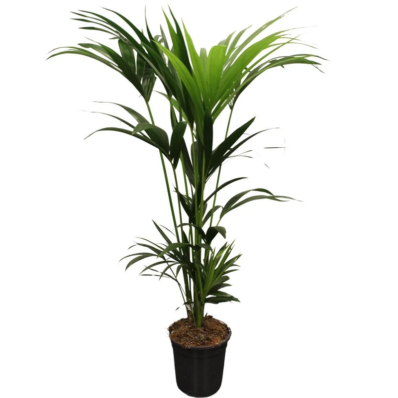 Howea Forsteriana (Kentia) 5 Triebe 120-140 cm - Ø21 cm - ↕120 cm