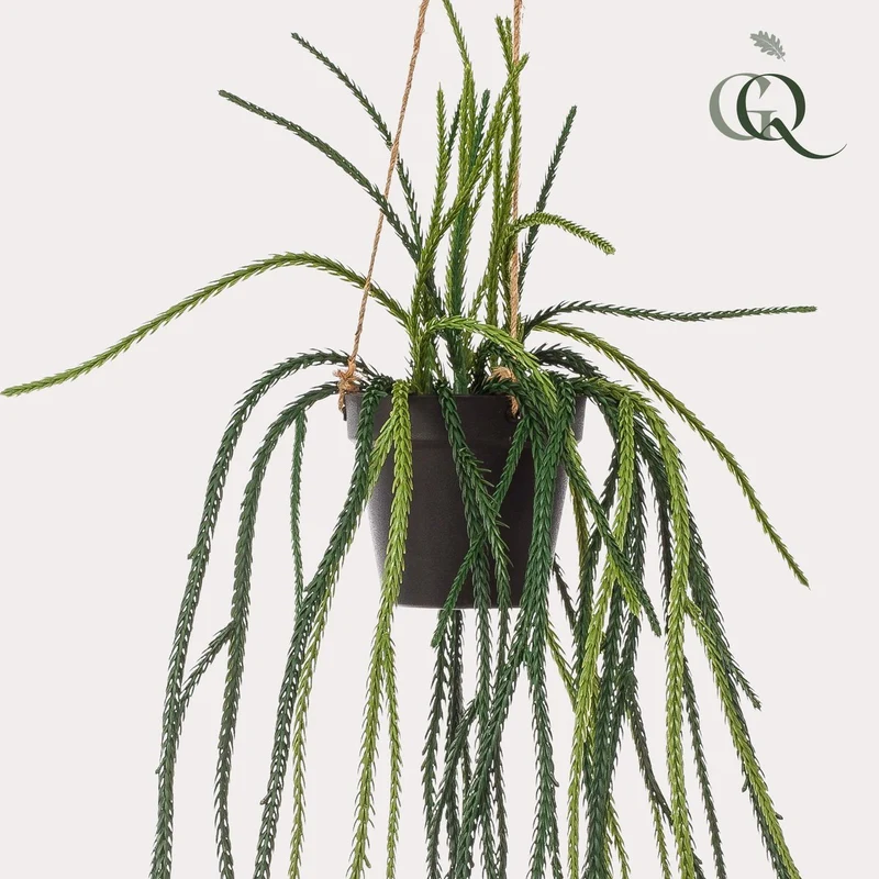 Künstliche Pflanze - Rhypsalis - Korallenkaktus - 85 cm