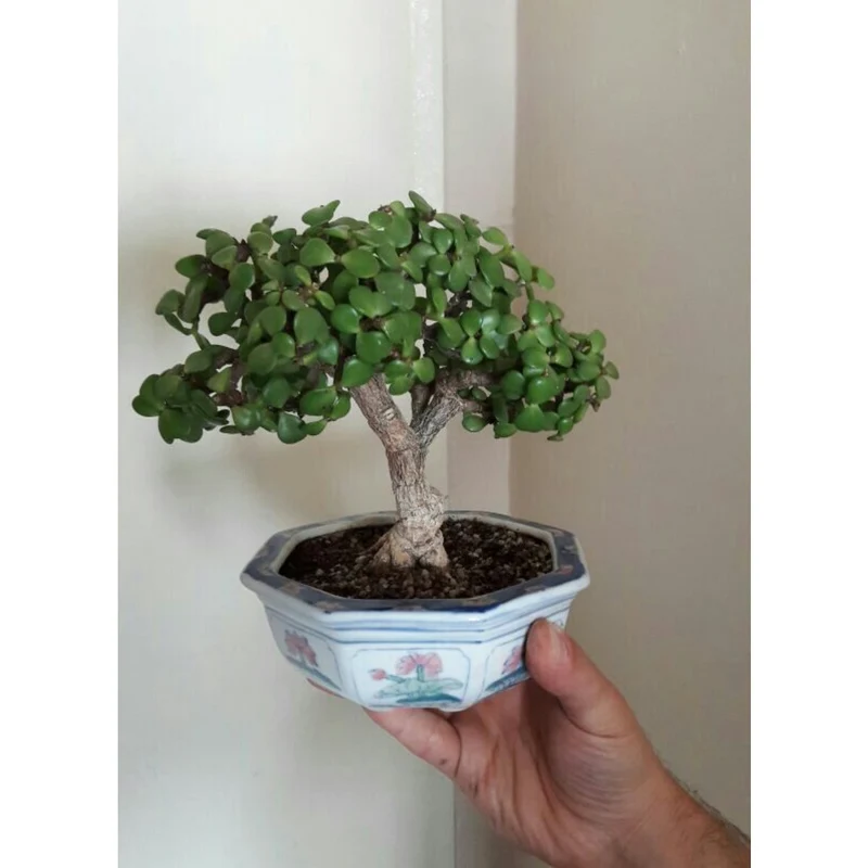20 cm hochwertige glasierte Bonsai-Schale. Größe: L x 20 x 20 x 10 cm