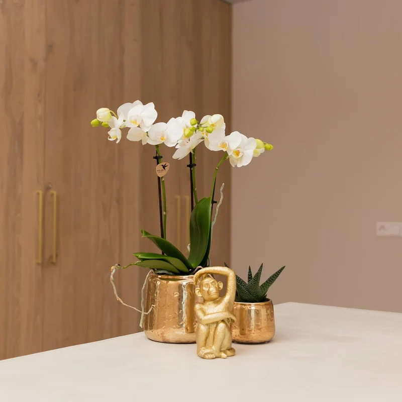 Sitzender Affe - Gold