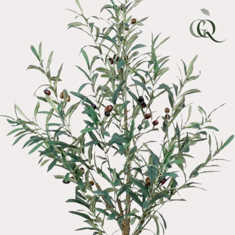 Art Olivenbaum - Olea Europaea - Olivenbaum - 115 cm