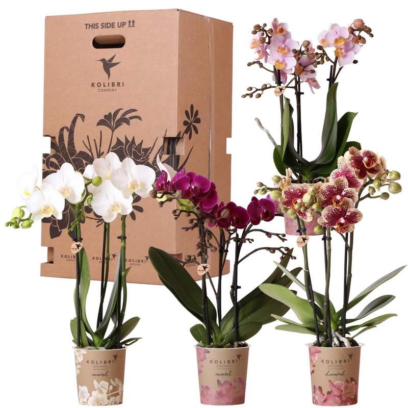 Orchideen – Überraschungsbox-Mix – Überraschungsbox mit 4 verschiedenen Orchideen – frisch vom Züchter