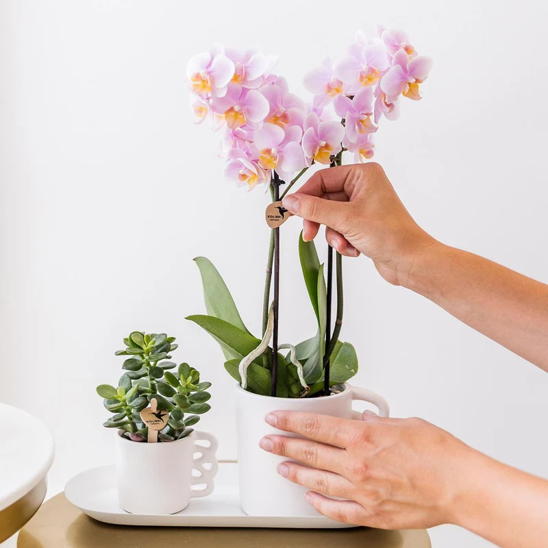 Orchideen – Überraschungsbox-Mix – Überraschungsbox mit 4 verschiedenen Orchideen – frisch vom Züchter