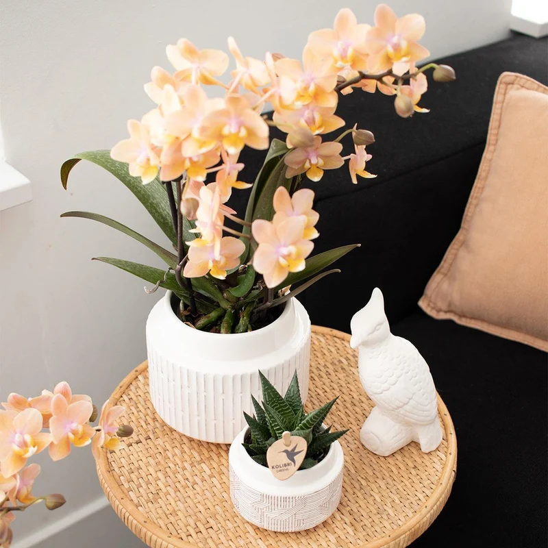 Orchideen – Überraschungsbox-Mix – Überraschungsbox mit 4 verschiedenen Orchideen – frisch vom Züchter