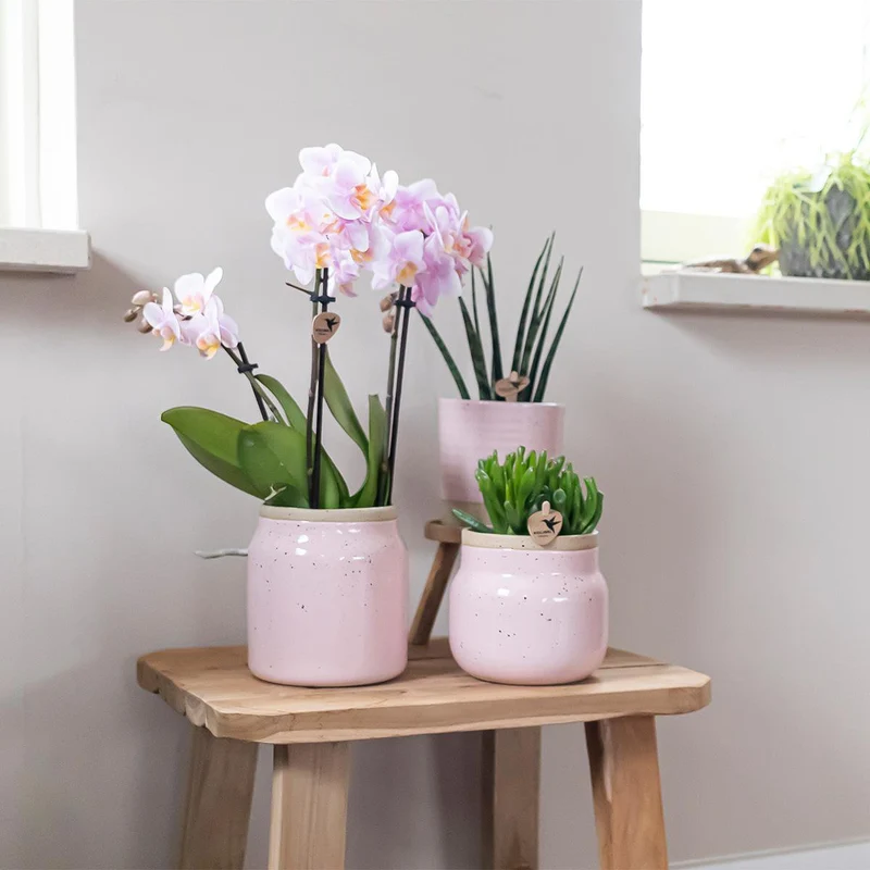 Orchideen – Überraschungsbox-Mix – Überraschungsbox mit 4 verschiedenen Orchideen – frisch vom Züchter