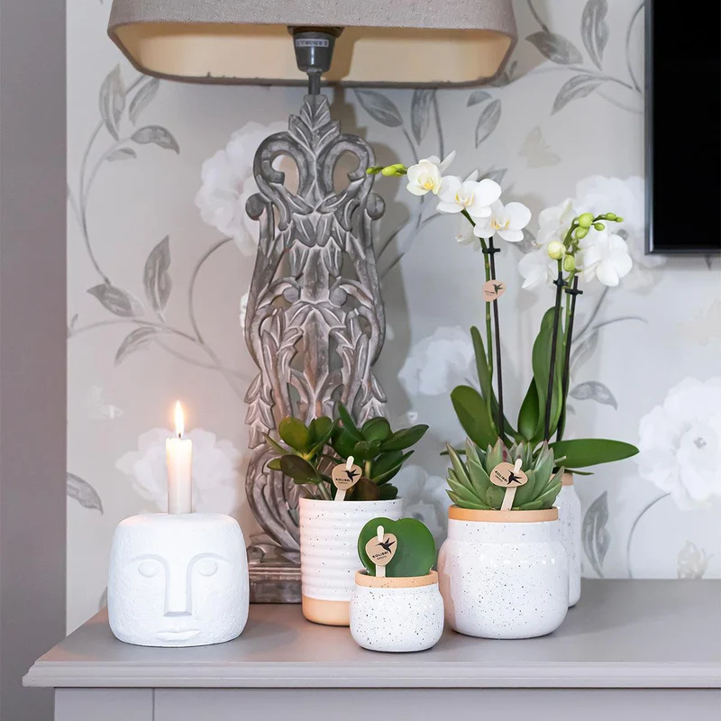 Orchideen – Überraschungsbox-Mix – Überraschungsbox mit 4 verschiedenen Orchideen – frisch vom Züchter