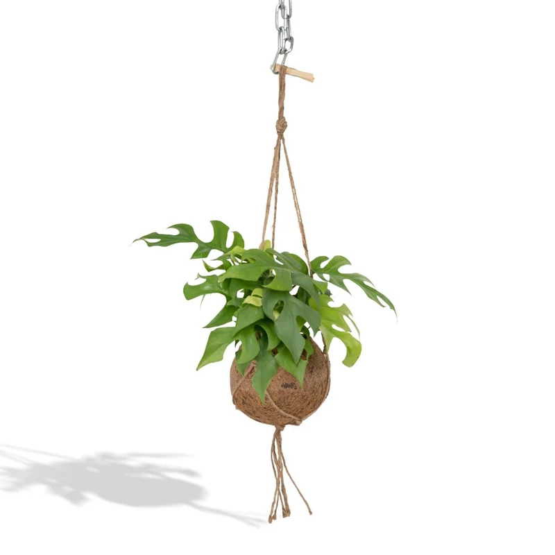 Kokodama Monstera Minima Hang – Lochpflanze – Ø15 cm – ↕25 cm