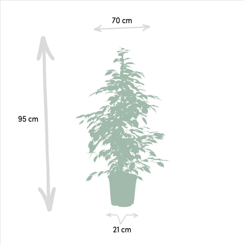 Ficus benjamina Goldenking - Ø21cm - ↕95cm