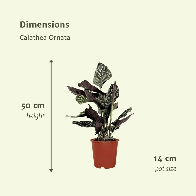 Calathea Ornata - Pfauenpflanze - 2 Stück - ø14cm - ↕50cm