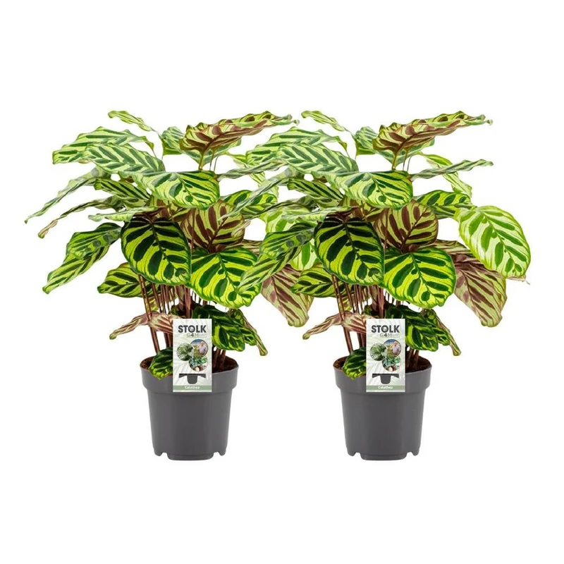 Calathea Makoyana – lebendige Blattkunst im 2er-Set