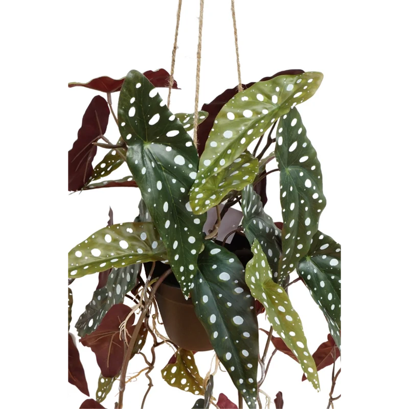 Künstliche Hängepflanze Begonia Maculata, 95 cm