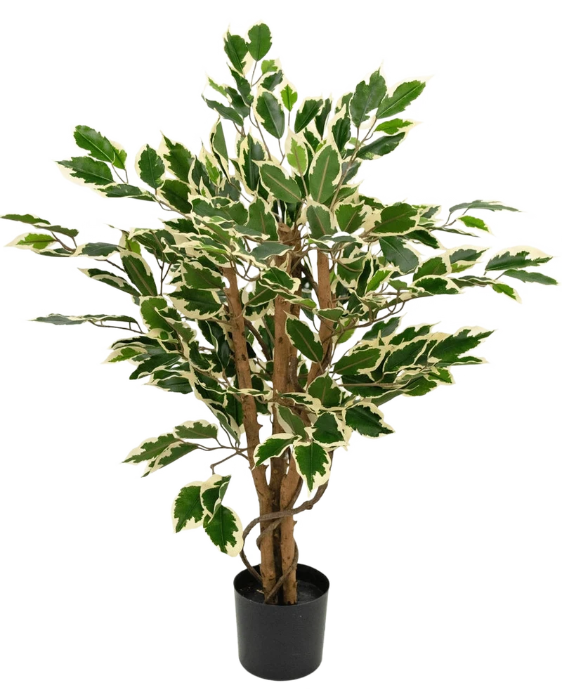Kunstpflanze Ficus Grün/Weiß 90 cm