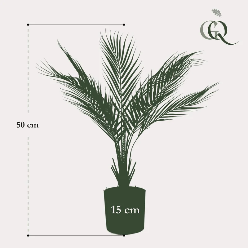Künstliche Pflanze - Chamaedorea - Bergpalme - 50 cm