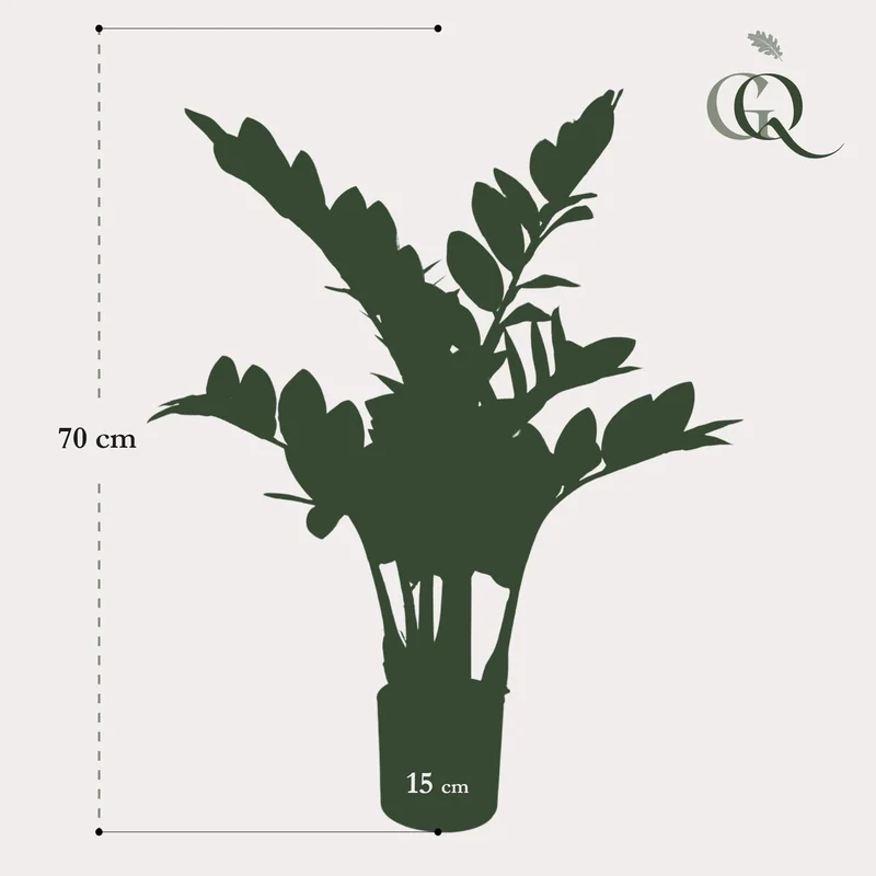 Künstliche Pflanze - Zamioculcas - Stadtpalme - 70 cm