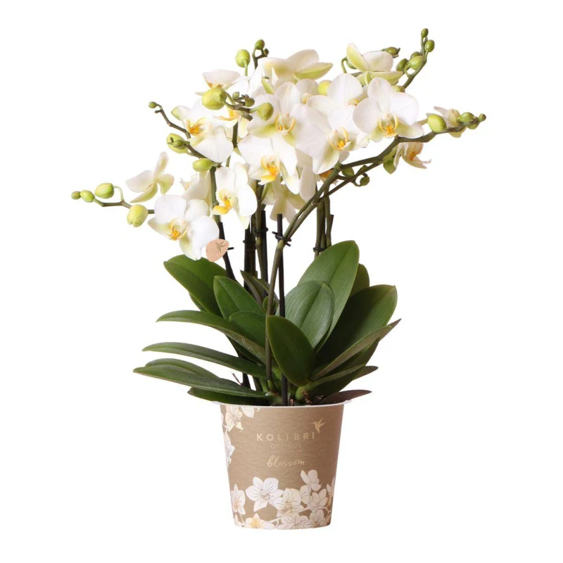 Weiße Phalaenopsist Orchidee - Lausannne -Herstellung Ø12CM | -Anlaboranlage - frisch vom Züchter aus