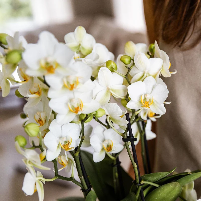 Weiße Phalaenopsist Orchidee - Lausannne -Herstellung Ø12CM | -Anlaboranlage - frisch vom Züchter aus
