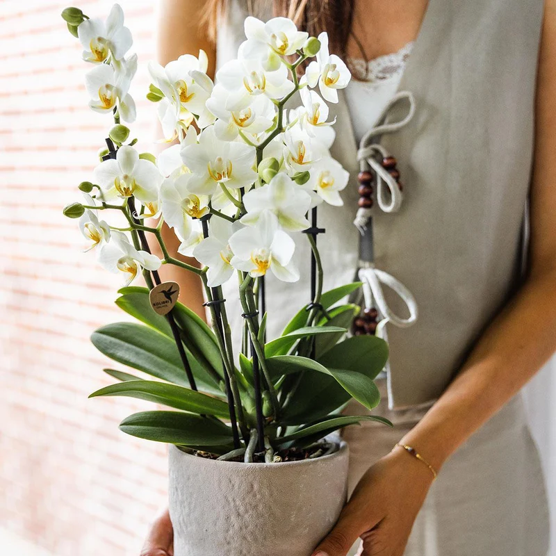 Weiße Phalaenopsist Orchidee - Lausannne -Herstellung Ø12CM | -Anlaboranlage - frisch vom Züchter aus