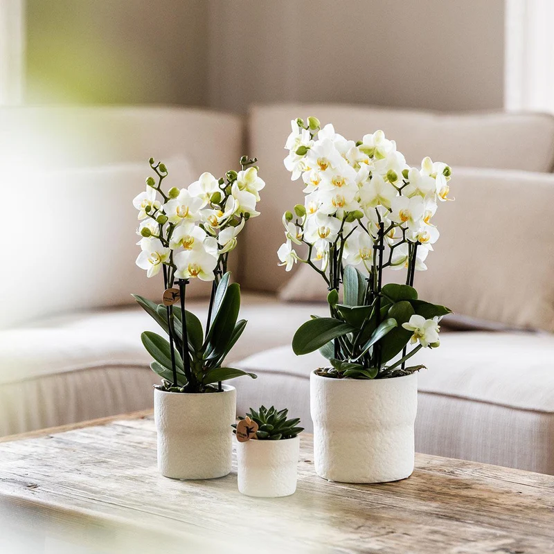 Weiße Phalaenopsist Orchidee - Lausannne -Herstellung Ø12CM | -Anlaboranlage - frisch vom Züchter aus