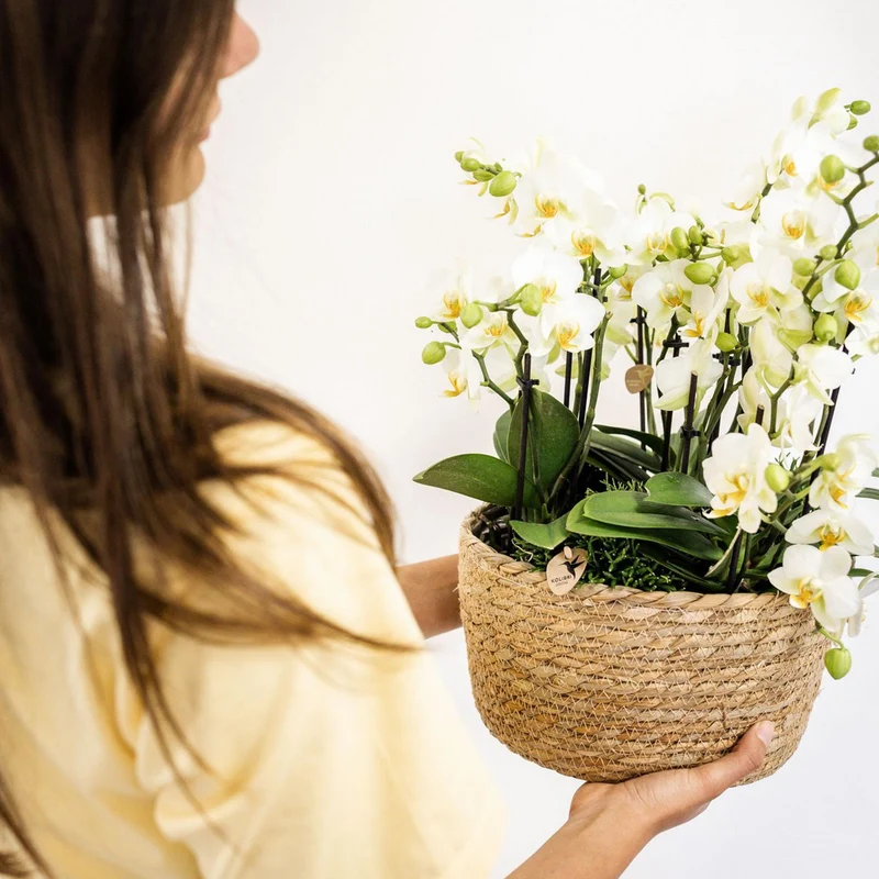Weiße Phalaenopsist Orchidee - Lausannne -Herstellung Ø12CM | -Anlaboranlage - frisch vom Züchter aus