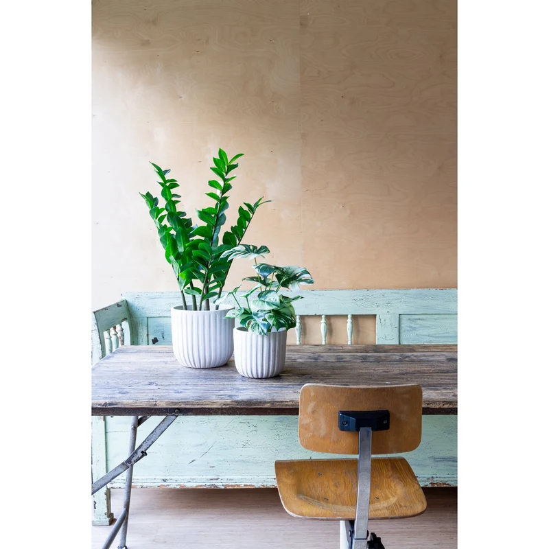Zamioculcas Kunstpflanze 75cm