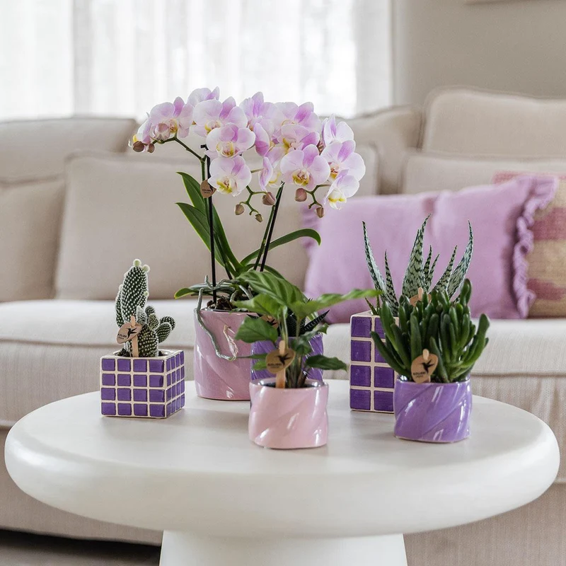 Übertopf „Candy“ - Flieder - Ø6cm