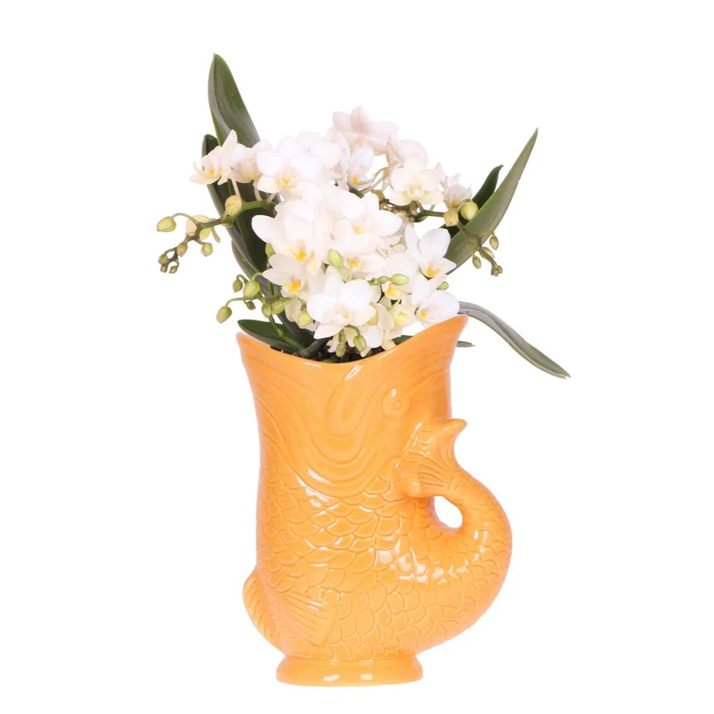 Weiße Orchidee 'Nazaré' + Fischtopf orange - Topfgröße Ø9cm | blühende Zimmerpflanze – frisch vom Züchter