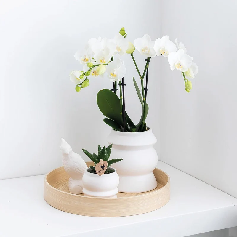 Orchideen - Überraschungsbox, Überraschungsbox mit 4 verschiedenen Orchideen - frisch vom Görtner