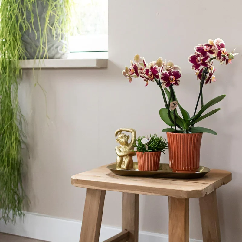 Orchideen - Überraschungsbox, Überraschungsbox mit 4 verschiedenen Orchideen - frisch vom Görtner