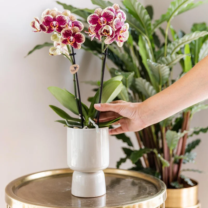 Orchideen - Überraschungsbox, Überraschungsbox mit 4 verschiedenen Orchideen - frisch vom Görtner