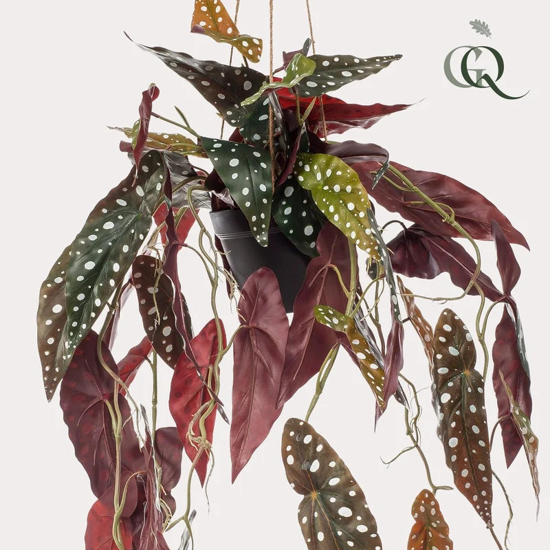 Künstliche Pflanze - Begonia Maculata - Gepunktete Begonie - 80 cm