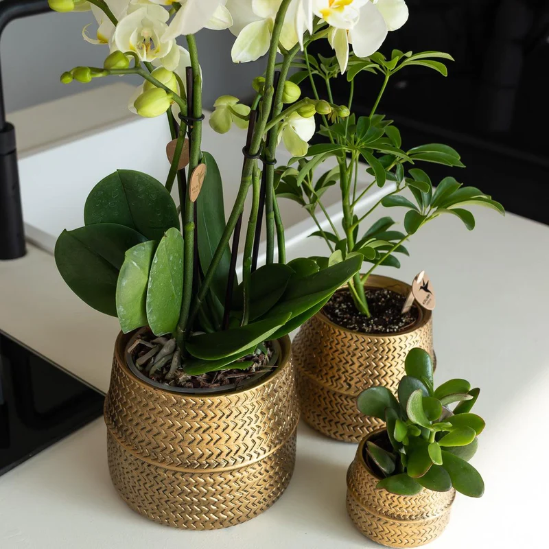 Übertopf „Groove“ -Blumentopf – goldener dekorativer Keramiktopf – Topfgröße – Ø9 cm
